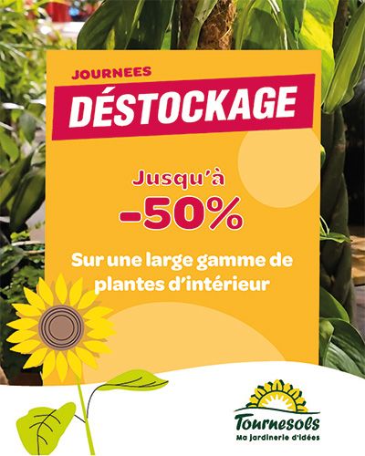 Affiche promotionnelle sur les plantes d'intérieur avec réduction de 50 % aux jardineries Tournesols.